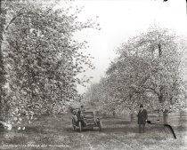 Apple trees with automobile